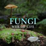 Björk Instagram - a long dormant dream of mine to narrate a nature documentary has come to fruition . and i am blessed it is not just any but featuring the magnificent merlin sheldrake and about fungi . i hope you will enjoy this warmth björk The cinematic narrative explores the ways that fungi have shaped life on earth for over a billion years. The film showcases captivating time-lapse photography capturing the nature of these organisms. FUNGI is scheduled for release in January of the upcoming year. Presented by Merlin Sheldrake Executive producers: Merlin Sheldrake ( @merlin.sheldrake ), Catherine Marciniak & Stephen Axford ( @planet_fungi ) , Phil Hunt ( @headgearfilms ) Produced by Jo-Anne McGowan ( @strangerthanfictionfilms ) , David Gross ( @definitionstudiosaustralia ) , Jennifer Peedom and Sarah Noonan ( @strangerthanfictionfilms ) Directed by Gisela Kaufmann and Joseph Nizeti ( @josephnizeti ) Written by Catherine Marciniak and Joseph Nizeti Composer: Piers Burbrook de Vere ( @piersbdv ) Film Editor: Paul Phelan Sound Design: Liam Egan Principal Cinematography: Cameron Batten ( @cambatten_ ) Distributor: K2 Studios ( @k2studiosusa @imax )