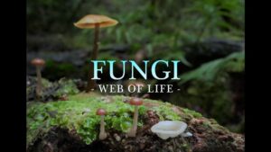 Björk Instagram - a long dormant dream of mine to narrate a nature documentary has come to fruition . and i am blessed it is not just any but featuring the magnificent merlin sheldrake and about fungi . i hope you will enjoy this warmth björk The cinematic narrative explores the ways that fungi have shaped life on earth for over a billion years. The film showcases captivating time-lapse photography capturing the nature of these organisms. FUNGI is scheduled for release in January of the upcoming year. Presented by Merlin Sheldrake Executive producers: Merlin Sheldrake ( @merlin.sheldrake ), Catherine Marciniak & Stephen Axford ( @planet_fungi ) , Phil Hunt ( @headgearfilms ) Produced by Jo-Anne McGowan ( @strangerthanfictionfilms ) , David Gross ( @definitionstudiosaustralia ) , Jennifer Peedom and Sarah Noonan ( @strangerthanfictionfilms ) Directed by Gisela Kaufmann and Joseph Nizeti ( @josephnizeti ) Written by Catherine Marciniak and Joseph Nizeti Composer: Piers Burbrook de Vere ( @piersbdv ) Film Editor: Paul Phelan Sound Design: Liam Egan Principal Cinematography: Cameron Batten ( @cambatten_ ) Distributor: K2 Studios ( @k2studiosusa @imax )