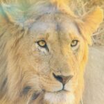 Chelsea Handler Instagram - The biggest smiles are in Africa. Singita Mara River Camp, Serengeti, Tanzania