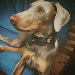 Christina Ricci Instagram - New baby. Magneto- named by a six year old- Maggie for short. 🖤🖤🖤 Thank you @istandwithmypack