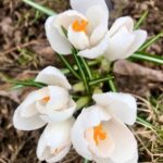 Dmitry Medvedev Instagram - Хороших майских праздников! Будьте здоровы!