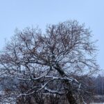 Dmitry Medvedev Instagram - Вот и первый снег ... #природа #nature #снег #snow