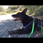 Donna D'Errico Instagram - Today we lost the greatest dog in the entire world. We rescued him 12 years ago. Hank, we love you and miss you bitterly already. I can't believe you're really gone. Can't stop crying.