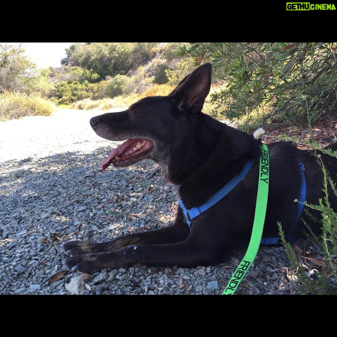 Donna D'Errico Instagram - Today we lost the greatest dog in the entire world. We rescued him 12 years ago. Hank, we love you and miss you bitterly already. I can't believe you're really gone. Can't stop crying.