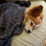 Donna D'Errico Instagram - UPDATE: Scout is recovering and is going to make it thanks to the emergency vets who treated him after his horrific experience that nearly ended his life. @samsgreenpaw has still never taken any responsibility or offered to cover any of Scout’s vet bills. They simply went silent and turned off the commenting on their IG page. #justiceforscout <<>>I took this pic of Scout in the waiting area at the emergency vet. He’d been perfectly fine until I brought him to @samsgreenpaw in Studio City to get groomed. After that things got very bad very fast. At first I thought maybe he’d been exposed to some kind of poison at Sam’s Greenpaw. But then the emergency vet who looked him over told me something that brought me to tears. @samsgreenpaw is refusing to take any responsibility for what was done to Scout and the suffering he went through that nearly killed him. Swipe through to read the entire story #justiceforscout @peta @aspca @spcala