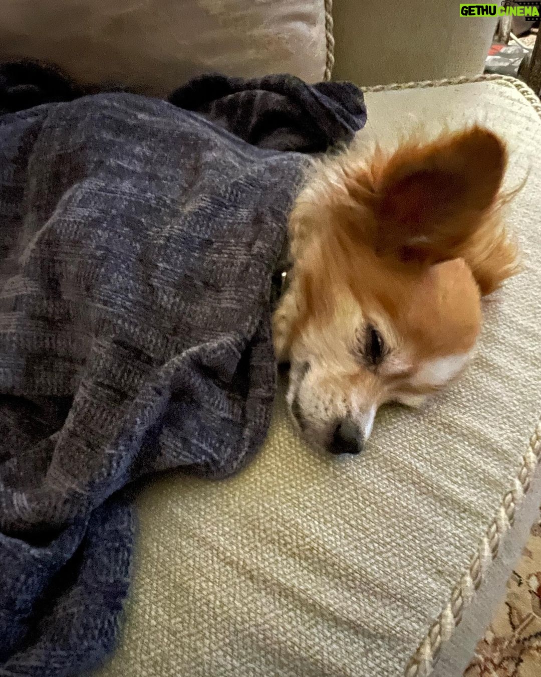 Donna D'Errico Instagram - UPDATE: Scout is recovering and is going to make it thanks to the emergency vets who treated him after his horrific experience that nearly ended his life. @samsgreenpaw has still never taken any responsibility or offered to cover any of Scout’s vet bills. They simply went silent and turned off the commenting on their IG page. #justiceforscout <<>>I took this pic of Scout in the waiting area at the emergency vet. He’d been perfectly fine until I brought him to @samsgreenpaw in Studio City to get groomed. After that things got very bad very fast. At first I thought maybe he’d been exposed to some kind of poison at Sam’s Greenpaw. But then the emergency vet who looked him over told me something that brought me to tears. @samsgreenpaw is refusing to take any responsibility for what was done to Scout and the suffering he went through that nearly killed him. Swipe through to read the entire story #justiceforscout @peta @aspca @spcala