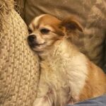 Donna D'Errico Instagram - I just heard from the owner of @samsgreenpaw asking me to remove my post about the traumatic experience Scout had. At first he sounded compassionate His wording in the email made it sound like if I truly believed it was their fault then they would without question do right by Scout. But in the meantime he asked me to remove my post. I noticed that he did not offer to cover Scout’s vet bills. I responded and told him I would not remove my post until they did right by Scout. I also told him that I had sent Scout’s vet bills to his manager and tried to get them to do the right thing. I told him that I even had told his manager that I intended to post about Scout’s experience to warn others, and he didn’t seem to care. Seeing that I wasn’t going to take my post down until @samsgreenpaw does right by Scout, all his emails after that had a totally different tone. He didn’t sound compassionate or caring anymore. In the first email he had said if I truly believed it was their fault then they would without question do right by Scout. That quickly changed into something more like that Scout had a preexisting condition so it would have happened anywhere (Scout did not have a preexisting condition). I’m also getting emails from him now saying he’s spoken to vets and that he plans to post things in his defense. I can’t wait to see what in the hell that could be. And the last email I just got from him was accusing me of this just being about the money. Honey please. I found some reviews online. It appears Scout wasn’t the first victim. I included one in this post. Oh and the owner of Sam’s Greenpaw tried to warn me about slander. After I got done educating him on the difference between slander and libel, I basically said next. You have to state untrue shit to have a case. I’m not stupid. A true animal advocate wouldn’t be concerned with defending himself or talking to vets to get excuses or finding ways to get out of covering vet bills when a dog gets injured while in your care, or accusing someone of it just being about the money when they demand justice. A true animal advocate and standup person would have done the right thing immediately. #justiceforscout Los Angeles, California
