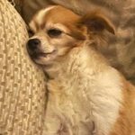 Donna D'Errico Instagram - UPDATE: Scout is recovering and is going to make it thanks to the emergency vets who treated him after his horrific experience that nearly ended his life. @samsgreenpaw has still never taken any responsibility or offered to cover any of Scout’s vet bills. They simply went silent and turned off the commenting on their IG page. #justiceforscout <<>>I took this pic of Scout in the waiting area at the emergency vet. He’d been perfectly fine until I brought him to @samsgreenpaw in Studio City to get groomed. After that things got very bad very fast. At first I thought maybe he’d been exposed to some kind of poison at Sam’s Greenpaw. But then the emergency vet who looked him over told me something that brought me to tears. @samsgreenpaw is refusing to take any responsibility for what was done to Scout and the suffering he went through that nearly killed him. Swipe through to read the entire story #justiceforscout @peta @aspca @spcala