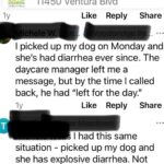 Donna D'Errico Instagram - UPDATE: Scout is recovering and is going to make it thanks to the emergency vets who treated him after his horrific experience that nearly ended his life. @samsgreenpaw has still never taken any responsibility or offered to cover any of Scout’s vet bills. They simply went silent and turned off the commenting on their IG page. #justiceforscout <<>>I took this pic of Scout in the waiting area at the emergency vet. He’d been perfectly fine until I brought him to @samsgreenpaw in Studio City to get groomed. After that things got very bad very fast. At first I thought maybe he’d been exposed to some kind of poison at Sam’s Greenpaw. But then the emergency vet who looked him over told me something that brought me to tears. @samsgreenpaw is refusing to take any responsibility for what was done to Scout and the suffering he went through that nearly killed him. Swipe through to read the entire story #justiceforscout @peta @aspca @spcala