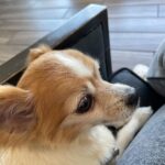 Donna D'Errico Instagram - I took this pic of Scout in the waiting area at the emergency vet. He’d been perfectly fine until I brought him to @samsgreenpaw in Studio City to get groomed. After that things got very bad very fast. At first I thought maybe he’d been exposed to some kind of poison at Sam’s Greenpaw. But then the emergency vet who looked him over told me something that brought me to tears. @samsgreenpaw is refusing to take any responsibility for what was done to Scout and the suffering he went through that nearly killed him. Swipe through to read the entire story #justiceforscout @peta @aspca @spcala Los Angeles, California