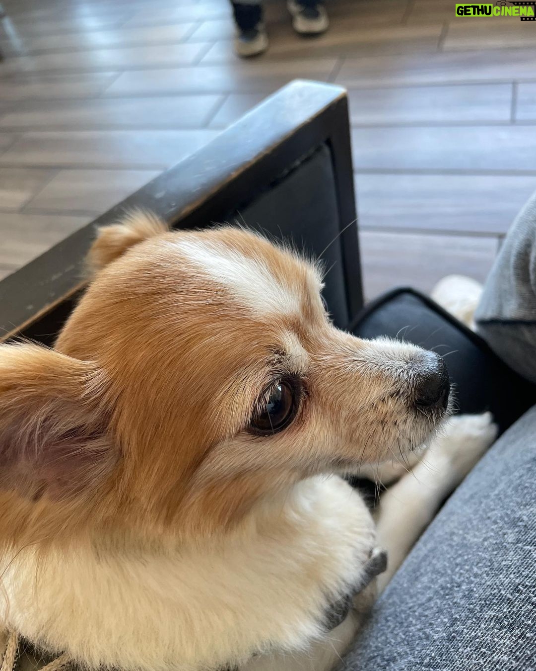 Donna D'Errico Instagram - I took this pic of Scout in the waiting area at the emergency vet. He’d been perfectly fine until I brought him to @samsgreenpaw in Studio City to get groomed. After that things got very bad very fast. At first I thought maybe he’d been exposed to some kind of poison at Sam’s Greenpaw. But then the emergency vet who looked him over told me something that brought me to tears. @samsgreenpaw is refusing to take any responsibility for what was done to Scout and the suffering he went through that nearly killed him. Swipe through to read the entire story #justiceforscout @peta @aspca @spcala Los Angeles, California