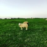 Elizabeth Lail Instagram – Wicklow, Ireland