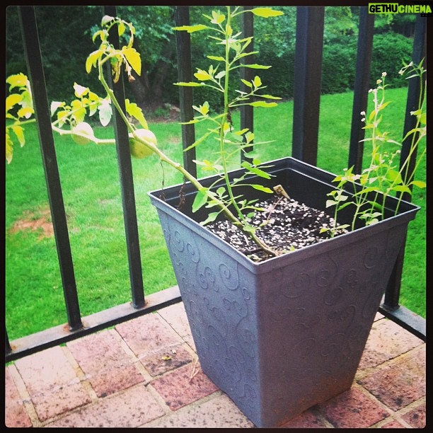 Elizabeth Lail Instagram - Tomatoes from Ryder Farm living in NC @spaceonryderfarm