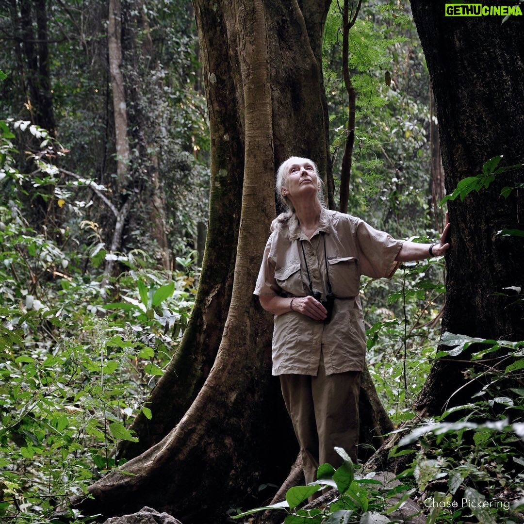 Ellen Pompeo Instagram - Wishing our friend Dr. Jane Goodall a happy 90th birthday. Dr. Goodall is an extraordinary example of a woman who has led her life with purpose and passion. Dr. Goodall’s research is the longest-running field research on wild chimpanzees. Her approach changed the way the world looked at our ancestors, and she continues this today through her organization, The Jane Goodall Institute.(@janegoodallinst) She continues to inspire young kids worldwide to break boundaries and not be afraid to follow their passions. Jane, thank you for everything you do for women, humanity, and the planet. We are so grateful for your journey and so happy you were born. Love, Ellen #Janeat90 #GoodAllDay