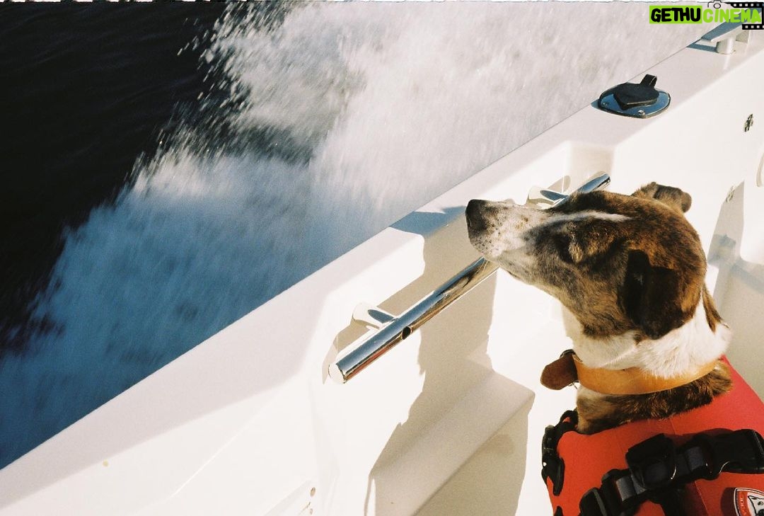 Emily Bett Rickards Instagram - Who let the dogs boat?