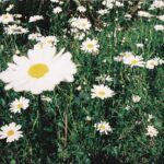 Emily Bett Rickards Instagram - nature be bloomin no matter what you doin