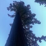 Emily Bett Rickards Instagram - Legend has it that the sky was this blue that day and Emily stayed in The Lost Woods for all eternity ... 🌲🙋🏼‍♀️