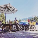Emily Bett Rickards Instagram - The best ride or die in town has four legs and a very impatient stare.