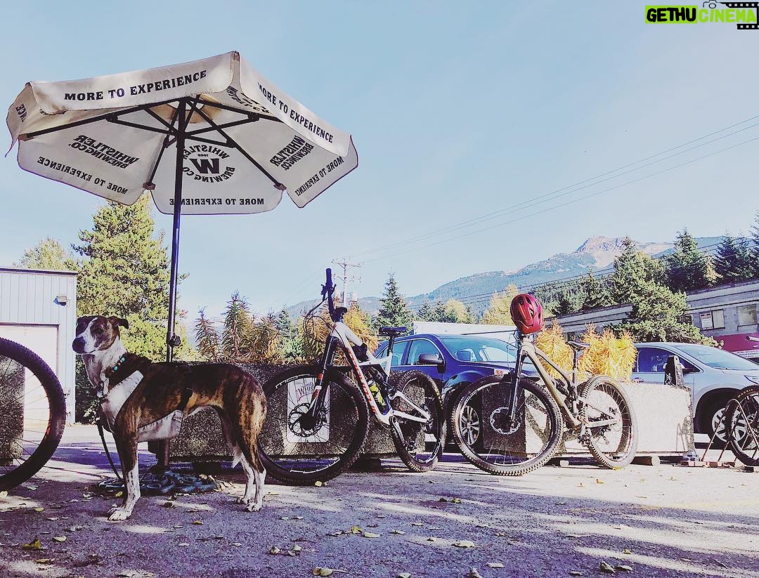Emily Bett Rickards Instagram - The best ride or die in town has four legs and a very impatient stare.