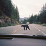 Emily Bett Rickards Instagram - This teen black bear, who I lovingly refer to as Garlic, and I had two run ins this past summer. This being one of them.  Garlic looked a little mangled but they still looked better than I did after camping for 6 nights with no shower. Go you Garlic. I hope you're sleeping well this winter. See you in a few months!
