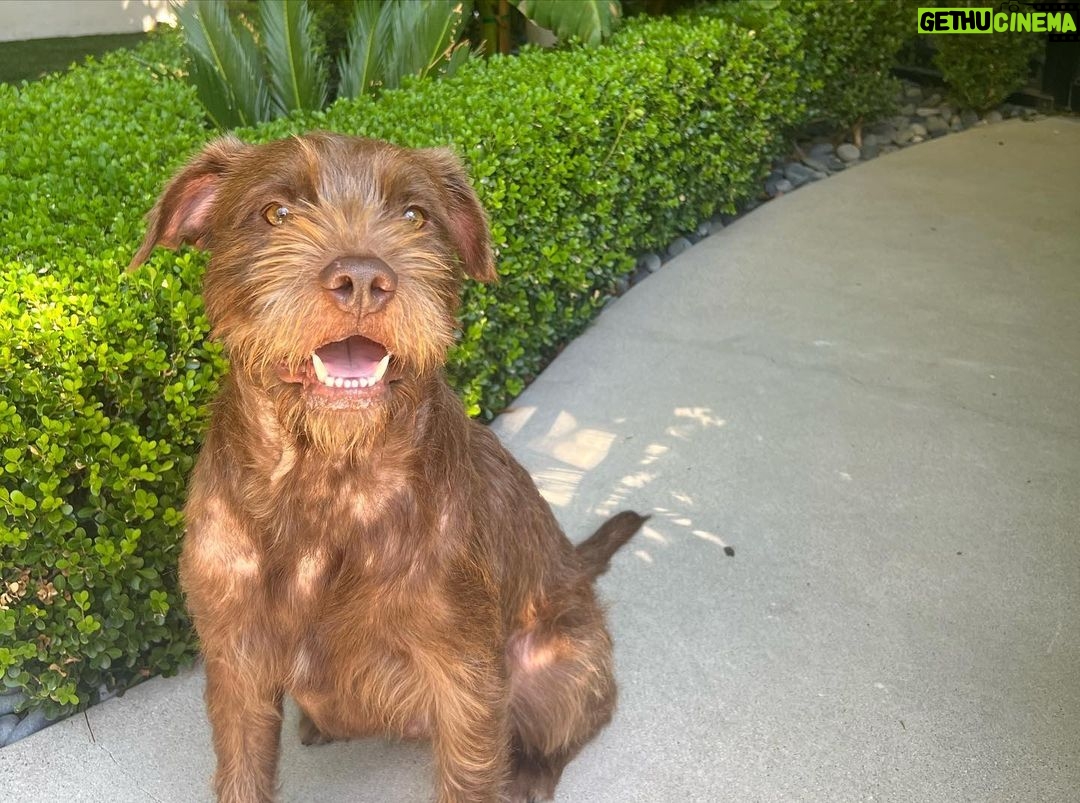 Emma Kenney Instagram - New life who dis? #adoptdontshop @itsyogishouse meet Terrance