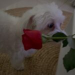 Esther Marcos Instagram - pra você lindeza: 💐
