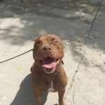 Eugenia Suárez Instagram - Mulán llegó en forma de notificación un día de lluvia en el estudio, les pedí a los chicos que me esperaran porque una amiga me había mandado un video de una perrita abajo de la lluvia atada y lastimada. Ine y Juana de @llevateunamigo fueron volando a buscarla, me buscaron a mí por capital porque iba a transitarla, pero no la podíamos bajar del baúl porque estaba muy asustada y desconfiada. Decidimos llevarla a @clinica_resburgo (ya les conté por historias, lo humanos, amorosos, cariñosos que fueron todos los de la clínica). Con mucho amor y paciencia lograron bajar a Muli para curarla y hacerle todos los chequeos, pasó la noche internada ahí. Al día siguiente emprendió camino a @realdogteam , era una alegría inmensa cada video y foto recibida con los avances de Mulán, la vocación y el amor con el que trabajan es de otro mundo. Unos días después llega el mensaje tan esperado, “hay una familia que quiere adoptar a Mulán”. Se comprometieron e interesaron desde el día 1 🥹❤️ gracias por quererla pero por sobretodo por NO JUZGARLA. Al final lo que todos necesitamos es un poco de AMOR. Escribo esto llorando de felicidad, no sé si es mercurio retrógrado, mi signo astral ó qué, pero me destruye de amor pensar en que hoy va a ser la primera noche en donde Mulán duerma en paz, calentita, en familia, donde se sepa querida. Te deseo una vida en donde la lluvia solo te moje cuando quieras salir a jugar. Gracias a todos los que fueron parte de esta historia. 😭❤️🥹