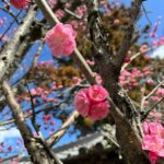 Fabiana Karla Instagram - É tempo de florescer 🌸 Nara, Japan