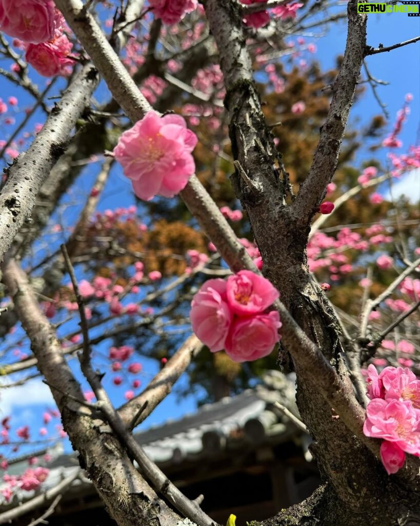 Fabiana Karla Instagram - É tempo de florescer 🌸 Nara, Japan