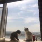 Goo Ha-ra Instagram - 사랑해 피코 차차