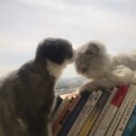Goo Ha-ra Instagram - 사랑해 피코 차차
