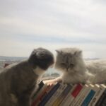 Goo Ha-ra Instagram - 사랑해 피코 차차