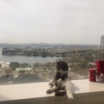 Goo Ha-ra Instagram - 사랑해 피코 차차