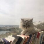 Goo Ha-ra Instagram - 사랑해 피코 차차