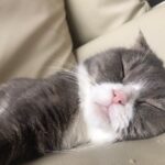 Goo Ha-ra Instagram - Pico&Chacha