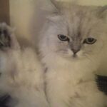 Goo Ha-ra Instagram - Pico&Chacha