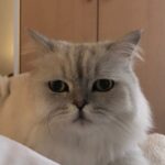 Goo Ha-ra Instagram - Pico&Chacha