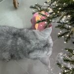 Heize Instagram - ㅇㅏㅈㅣㄱ ㅎ ㅏㄴㅅㅣㄱㅏㄴㄴㅏㅁㅇ ㅏㅆ ㄷ ㅏ🎄 ㅎㅎㅎ