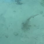 Hillary Vanderosieren Instagram - Journée surf 🏄‍♀️ + 🛶 = 🦈 Je vous conseil de swipez jusqu’à la 3eme vidéo… j’ai eu tellement peur 😨 Vous auriez eu peur vous aussi d’avoir des requins 🦈 en dessous de vous ? 😅 En tout cas que de souvenir aujourd’hui 😂😂 merci @ayadamaldivesresort de nous faire vivre tout ça 💙 #collaborationnonremuneree Ayada Maldives