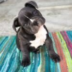 India Martínez Instagram - Solo quien ama a los animales y ha tenido mascota sabe lo que se les quiere y echa de menos cuando se van. Justo Un mes sin mi Buddha. 🙏🏽