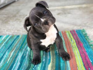 India Martínez Instagram - Solo quien ama a los animales y ha tenido mascota sabe lo que se les quiere y echa de menos cuando se van. Justo Un mes sin mi Buddha. 🙏🏽