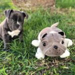 India Martínez Instagram - Solo quien ama a los animales y ha tenido mascota sabe lo que se les quiere y echa de menos cuando se van. Justo Un mes sin mi Buddha. 🙏🏽