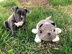 India Martínez Instagram - Solo quien ama a los animales y ha tenido mascota sabe lo que se les quiere y echa de menos cuando se van. Justo Un mes sin mi Buddha. 🙏🏽