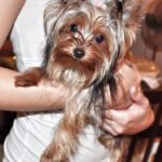 Isabel Oli Instagram - My dearest LEMON 🐶 I will miss… YOU. Calling your name. Seeing my kids carrying you. Playing your incredibly gentle paws. Your puppy smell. Your odd walk. Your lambing. Your kindness. The way you look at me when you need me. Cuddling with you. Holding you in my lap. I am extremely grateful to God for gifting you to us for the past ten years, as you have brought us nothing but happiness. Even in your final moments, you were the kind of dog who didn't want us to worry. I will never stop giving thanks to God for giving us the chance to look after you. You're in good hands now with God, my father, my sister @mirzainnewyork , Eveanne, Adan, Maria, and Snoop. 🤍🙏🏻😢 I love you so much, my LEMONEE. There is no more suffering in heaven, so run free, my littlest princess🐶👑 I love you sooooo much, Lemon🤍😢 (February 5.2013 - August 12.2023) • • • And to Cuff @johnprats, Lemonee was our first pet. It was early in the morning at the gym parking lot where you gave her to me, and I can still clearly recall how my heart melted at first seeing her. Remember, we considered naming her Lugaw, but ultimately decided on Lemon?☹️ I appreciate you gifting her to me. She only brought happiness and love. She was one of your bestest best presents to me😢 @prattydogs #PrattyDogs #TeacupYorkie #Yorkie #YorkieMom Manila, Philippines