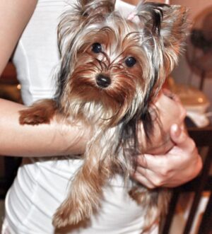 Isabel Oli Instagram - My dearest LEMON 🐶 

I will miss…

YOU. Calling your name. Seeing my kids carrying you. Playing your incredibly gentle paws. Your puppy smell. Your odd walk. Your lambing. Your kindness. The way you look at me when you need me. Cuddling with you. Holding you in my lap.

I am extremely grateful to God for gifting you to us for the past ten years, as you have brought us nothing but happiness. Even in your final moments, you were the kind of dog who didn't want us to worry. I will never stop giving thanks to God for giving us the chance to look after you.

You're in good hands now with God, my father, my sister @mirzainnewyork , Eveanne, Adan, Maria, and Snoop. 🤍🙏🏻😢 
I love you so much, my LEMONEE. There is no more suffering in heaven, so run free, my littlest princess🐶👑 

I love you sooooo much, Lemon🤍😢

(February 5.2013 - August 12.2023)
•
•
•

And to Cuff @johnprats, Lemonee was our first pet. It was early in the morning at the gym parking lot where you gave her to me, and I can still clearly recall how my heart melted at first seeing her. Remember, we considered naming her Lugaw, but ultimately decided on Lemon?☹️ I appreciate you gifting her to me. She only brought happiness and love. She was one of your bestest best presents to me😢

@prattydogs #PrattyDogs #TeacupYorkie #Yorkie #YorkieMom
