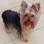 Isabel Oli Instagram - My dearest LEMON 🐶 I will miss… YOU. Calling your name. Seeing my kids carrying you. Playing your incredibly gentle paws. Your puppy smell. Your odd walk. Your lambing. Your kindness. The way you look at me when you need me. Cuddling with you. Holding you in my lap. I am extremely grateful to God for gifting you to us for the past ten years, as you have brought us nothing but happiness. Even in your final moments, you were the kind of dog who didn't want us to worry. I will never stop giving thanks to God for giving us the chance to look after you. You're in good hands now with God, my father, my sister @mirzainnewyork , Eveanne, Adan, Maria, and Snoop. 🤍🙏🏻😢 I love you so much, my LEMONEE. There is no more suffering in heaven, so run free, my littlest princess🐶👑 I love you sooooo much, Lemon🤍😢 (February 5.2013 - August 12.2023) • • • And to Cuff @johnprats, Lemonee was our first pet. It was early in the morning at the gym parking lot where you gave her to me, and I can still clearly recall how my heart melted at first seeing her. Remember, we considered naming her Lugaw, but ultimately decided on Lemon?☹️ I appreciate you gifting her to me. She only brought happiness and love. She was one of your bestest best presents to me😢 @prattydogs #PrattyDogs #TeacupYorkie #Yorkie #YorkieMom Manila, Philippines