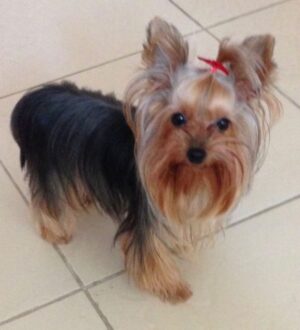 Isabel Oli Instagram - My dearest LEMON 🐶 

I will miss…

YOU. Calling your name. Seeing my kids carrying you. Playing your incredibly gentle paws. Your puppy smell. Your odd walk. Your lambing. Your kindness. The way you look at me when you need me. Cuddling with you. Holding you in my lap.

I am extremely grateful to God for gifting you to us for the past ten years, as you have brought us nothing but happiness. Even in your final moments, you were the kind of dog who didn't want us to worry. I will never stop giving thanks to God for giving us the chance to look after you.

You're in good hands now with God, my father, my sister @mirzainnewyork , Eveanne, Adan, Maria, and Snoop. 🤍🙏🏻😢 
I love you so much, my LEMONEE. There is no more suffering in heaven, so run free, my littlest princess🐶👑 

I love you sooooo much, Lemon🤍😢

(February 5.2013 - August 12.2023)
•
•
•

And to Cuff @johnprats, Lemonee was our first pet. It was early in the morning at the gym parking lot where you gave her to me, and I can still clearly recall how my heart melted at first seeing her. Remember, we considered naming her Lugaw, but ultimately decided on Lemon?☹️ I appreciate you gifting her to me. She only brought happiness and love. She was one of your bestest best presents to me😢

@prattydogs #PrattyDogs #TeacupYorkie #Yorkie #YorkieMom