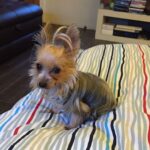 Isabel Oli Instagram - My dearest LEMON 🐶 I will miss… YOU. Calling your name. Seeing my kids carrying you. Playing your incredibly gentle paws. Your puppy smell. Your odd walk. Your lambing. Your kindness. The way you look at me when you need me. Cuddling with you. Holding you in my lap. I am extremely grateful to God for gifting you to us for the past ten years, as you have brought us nothing but happiness. Even in your final moments, you were the kind of dog who didn't want us to worry. I will never stop giving thanks to God for giving us the chance to look after you. You're in good hands now with God, my father, my sister @mirzainnewyork , Eveanne, Adan, Maria, and Snoop. 🤍🙏🏻😢 I love you so much, my LEMONEE. There is no more suffering in heaven, so run free, my littlest princess🐶👑 I love you sooooo much, Lemon🤍😢 (February 5.2013 - August 12.2023) • • • And to Cuff @johnprats, Lemonee was our first pet. It was early in the morning at the gym parking lot where you gave her to me, and I can still clearly recall how my heart melted at first seeing her. Remember, we considered naming her Lugaw, but ultimately decided on Lemon?☹️ I appreciate you gifting her to me. She only brought happiness and love. She was one of your bestest best presents to me😢 @prattydogs #PrattyDogs #TeacupYorkie #Yorkie #YorkieMom Manila, Philippines