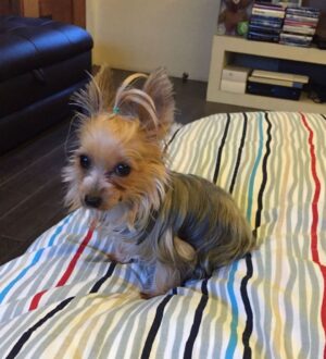 Isabel Oli Instagram - My dearest LEMON 🐶 

I will miss…

YOU. Calling your name. Seeing my kids carrying you. Playing your incredibly gentle paws. Your puppy smell. Your odd walk. Your lambing. Your kindness. The way you look at me when you need me. Cuddling with you. Holding you in my lap.

I am extremely grateful to God for gifting you to us for the past ten years, as you have brought us nothing but happiness. Even in your final moments, you were the kind of dog who didn't want us to worry. I will never stop giving thanks to God for giving us the chance to look after you.

You're in good hands now with God, my father, my sister @mirzainnewyork , Eveanne, Adan, Maria, and Snoop. 🤍🙏🏻😢 
I love you so much, my LEMONEE. There is no more suffering in heaven, so run free, my littlest princess🐶👑 

I love you sooooo much, Lemon🤍😢

(February 5.2013 - August 12.2023)
•
•
•

And to Cuff @johnprats, Lemonee was our first pet. It was early in the morning at the gym parking lot where you gave her to me, and I can still clearly recall how my heart melted at first seeing her. Remember, we considered naming her Lugaw, but ultimately decided on Lemon?☹️ I appreciate you gifting her to me. She only brought happiness and love. She was one of your bestest best presents to me😢

@prattydogs #PrattyDogs #TeacupYorkie #Yorkie #YorkieMom