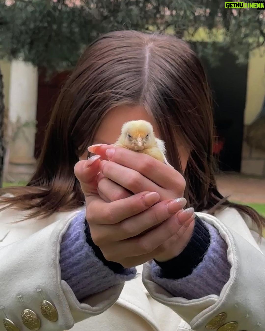 Isabella Tena Instagram - animals appreciation post βΊοΈπβ¨π«π₯π